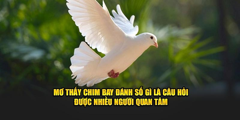 mo-thay-chim-bay-danh-so-gi-la-cau-hoi-duoc-nhieu-nguoi-quan-tam